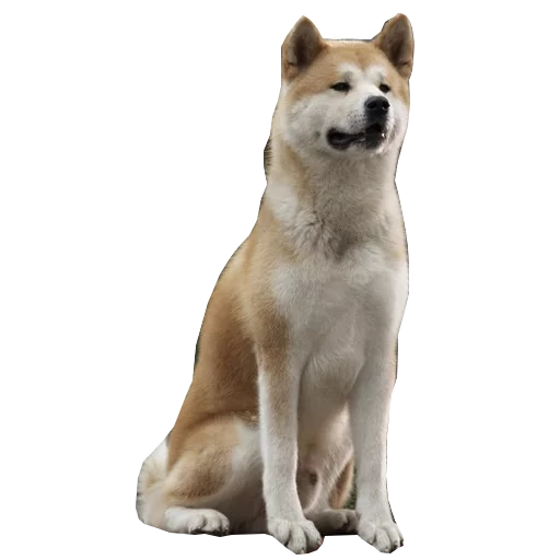 Sobaka Hatiko Telegram sticker pack