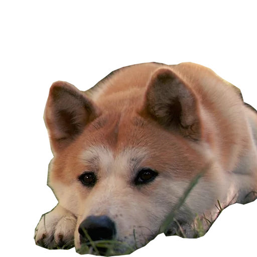 Sobaka Hatiko sticker 3