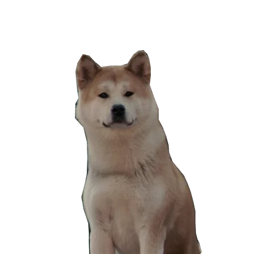 Sobaka Hatiko sticker 4