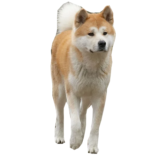 Sobaka Hatiko sticker 5