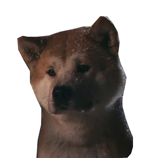 Sobaka Hatiko sticker 6