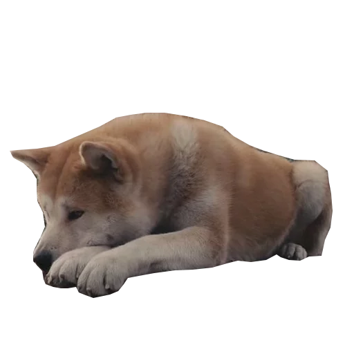 Sobaka Hatiko sticker 7