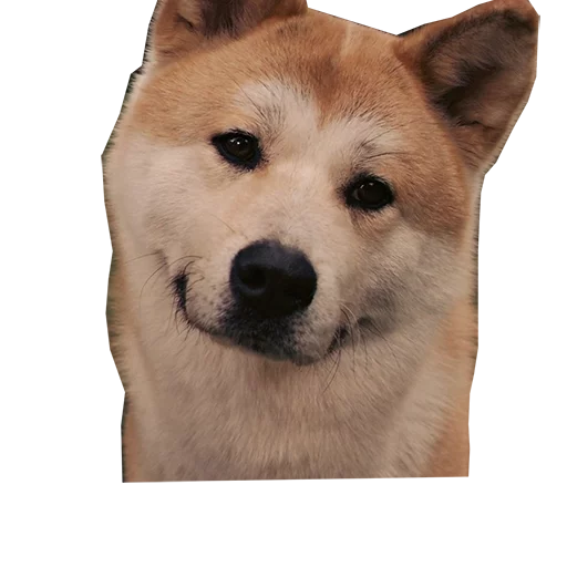 Sobaka Hatiko sticker 8
