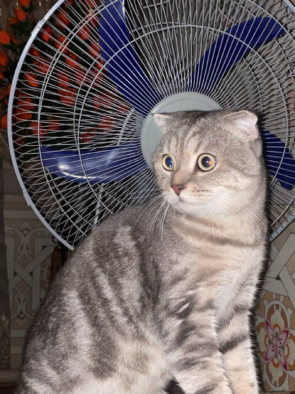 Picture 3 from ᴜᴢʙᴇᴋ ᴄᴀᴛꜱ 2025-12-09 09:01:36