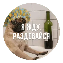 Злобные Мопсы Telegram sticker pack