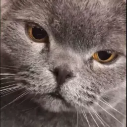 Много котиков sticker 10