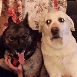 Сломанные животные sticker 12
