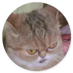 Котики и Кошечки 2 @TuristasTV sticker 6