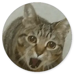 Котики и Кошечки 2 @TuristasTV sticker 7