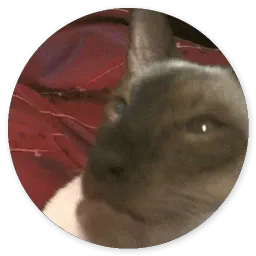 Котики и Кошечки 2 @TuristasTV sticker 9