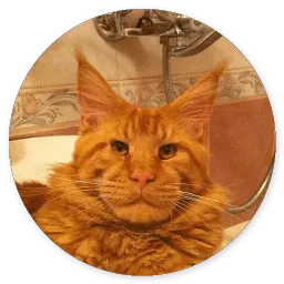 Котики и Кошечки 2 @TuristasTV sticker 10