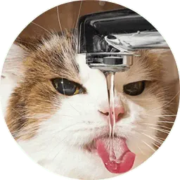 Котики и Кошечки @TuristasTV Telegram sticker pack
