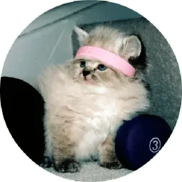 Котики и Кошечки @TuristasTV sticker 11