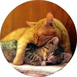 Котики и Кошечки @TuristasTV sticker 12