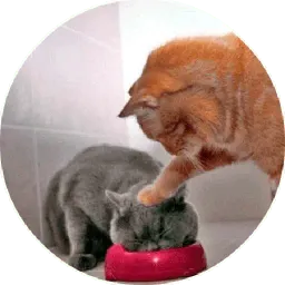 Котики и Кошечки @TuristasTV sticker 5