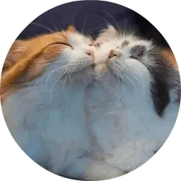 Котики и Кошечки @TuristasTV sticker 6