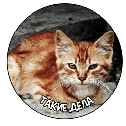 Коты и Совы sticker 2