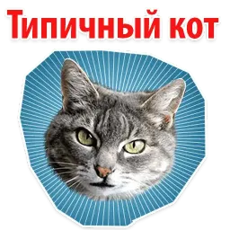 🐱 Мемы с Котом @TuristasTV Telegram sticker pack