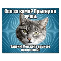 🐱 Мемы с Котом @TuristasTV sticker 2