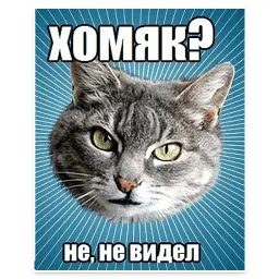 🐱 Мемы с Котом @TuristasTV sticker 11