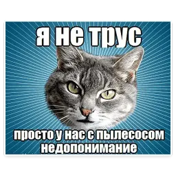 🐱 Мемы с Котом @TuristasTV sticker 12