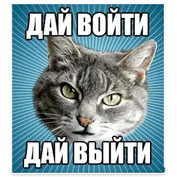 🐱 Мемы с Котом @TuristasTV sticker 3