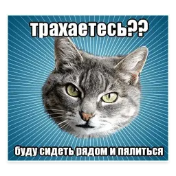 🐱 Мемы с Котом @TuristasTV sticker 4