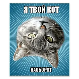 🐱 Мемы с Котом @TuristasTV sticker 6