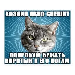 🐱 Мемы с Котом @TuristasTV sticker 7