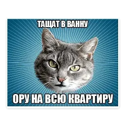 🐱 Мемы с Котом @TuristasTV sticker 9