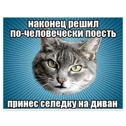 🐱 Мемы с Котом @TuristasTV sticker 10