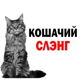 🐱 Кошачий Слэнг @TuristasTV Telegram sticker pack