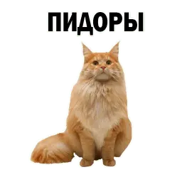 🐱 Кошачий Слэнг @TuristasTV sticker 11