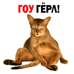 🐱 Кошачий Слэнг @TuristasTV sticker 12