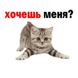 🐱 Кошачий Слэнг @TuristasTV sticker 3