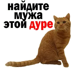 🐱 Кошачий Слэнг @TuristasTV sticker 5