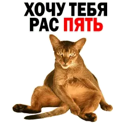 🐱 Кошачий Слэнг @TuristasTV sticker 6