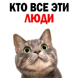 🐱 Кошачий Слэнг @TuristasTV sticker 7