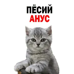 🐱 Кошачий Слэнг @TuristasTV sticker 8