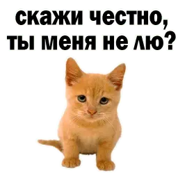 🐱 Кошачий Слэнг @TuristasTV sticker 10