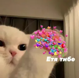 Котята sticker 12