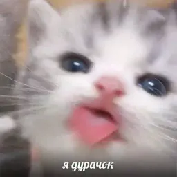 Котята sticker 6