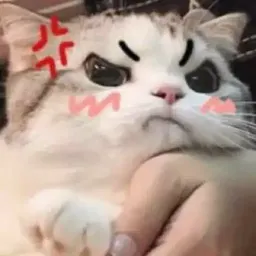 Котята sticker 8