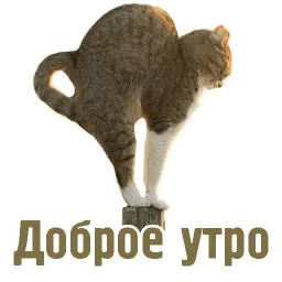 TCA Telegram sticker pack