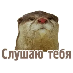 TCA sticker 9