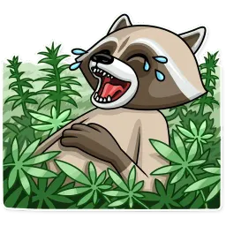 Criminal Raccoon Telegram sticker pack