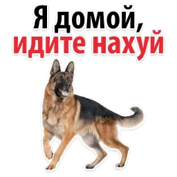 Собаки против котов sticker 2