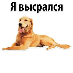Собаки против котов sticker 11