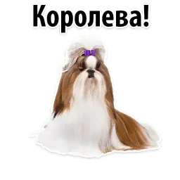 Собаки против котов sticker 12