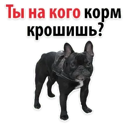 Собаки против котов sticker 3